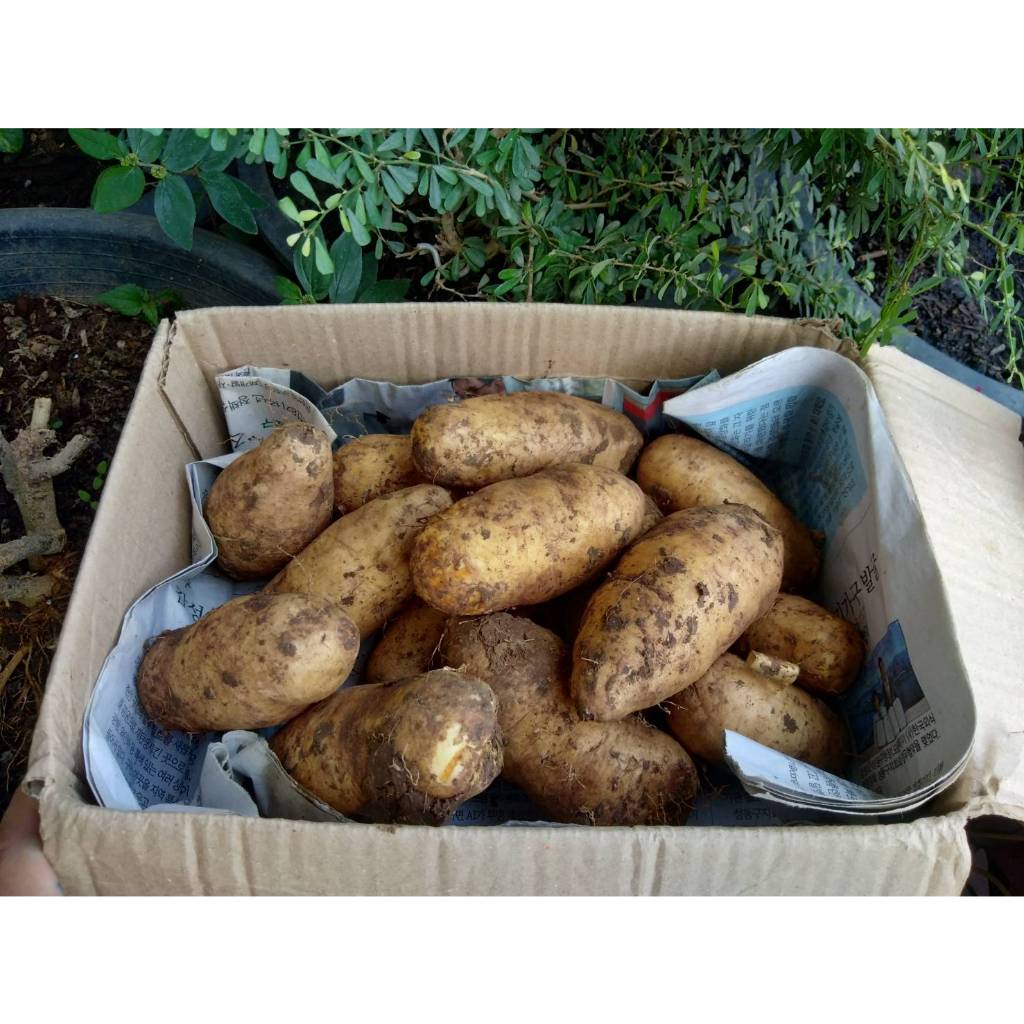 ต้นพันธุ์ มันอ้อน  มันอ้น  มันป่าหาทานยาก พร้อมปลูกในถุงดำ 29 บาท สายพันธุ์ บ้านๆ มันพื้นบ้าน ที่เกิดอยู่ในป่า