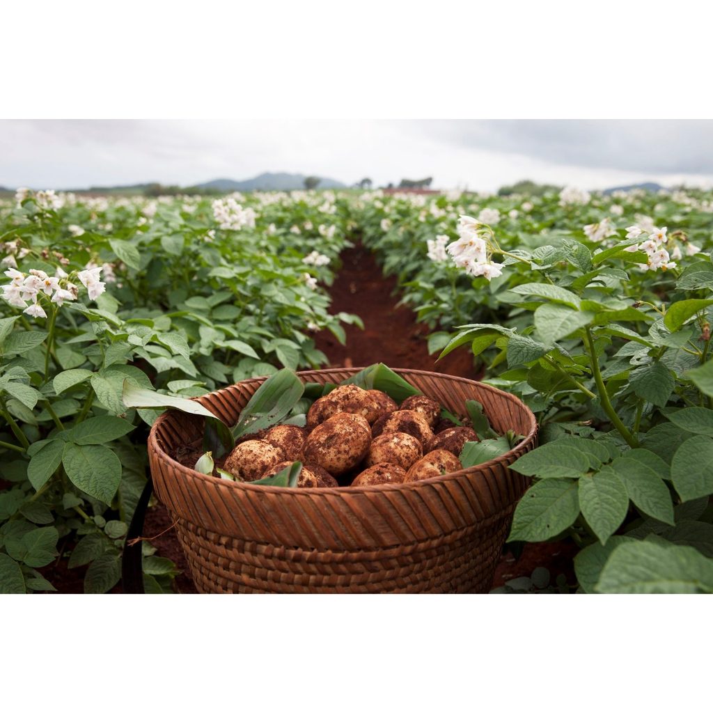 ต้นพันธุ์ มันฝรั่ง  potato   มันอาลู, มันอีลู พร้อมปลูกในถุงดำ 39 บาท  มันฝรั่งเป็นอาหารที่ให้พลังงานต่ำ ไม่อ้วน - รูปที่ 2