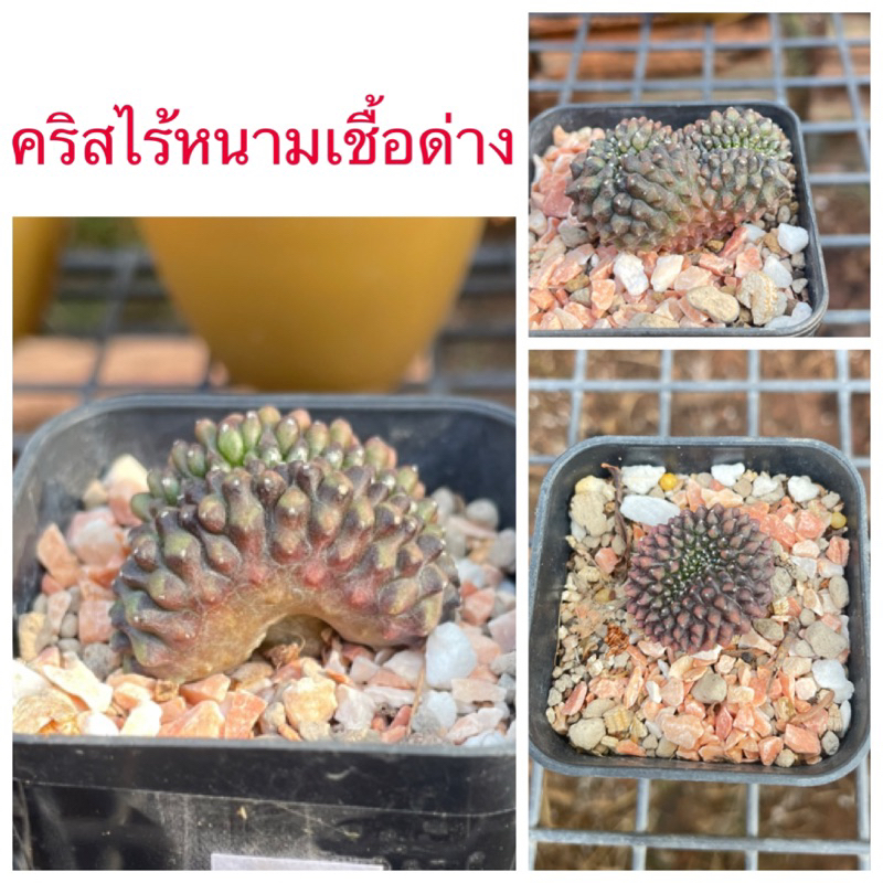 ยิมโนคริสไร้หนามเชื้อด่าง เลือกต้นได้ ราคาเบาๆ ส่งถอดกระถาง