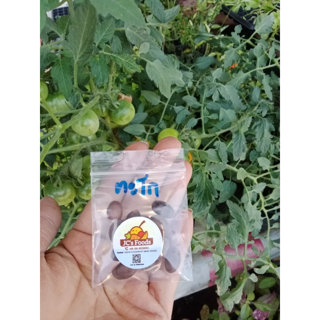 เมล็ดพันธุ์ ตะโก 10เมล็ด 29 บาท ตะโกนา ต้นตะโก