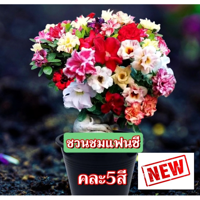 คัดพิเศษ💥💥 ต้นชวนชมแฟนซี กำลังเป็นที่นิยมมาก👍(5สีใน1ต้น)คัดพิเศษติดดอก🌼🌸☘️ส่งในกระถาง8นิ้ว ราคาคุ้ม🔥🔥โปรโมชั่น🔥🔥