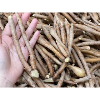 กระชายอินทรีย์ 2 ขีด ปลอดสารเคมี 100%