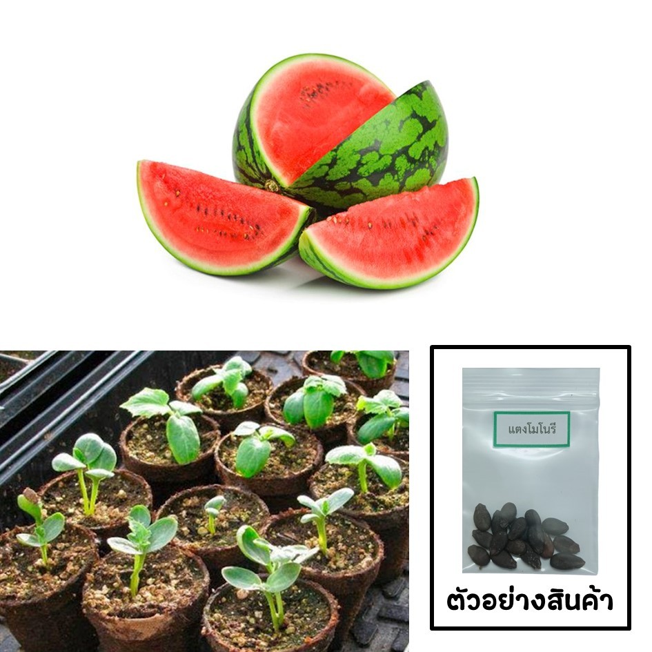 เมล็ดแตงโมโนรี 15 เมล็ด 🌱 ซื้อ 10 แถม 2 คละได้ 💥 เลือกของแถมได้ คิดถึงเมล็ดผัก คิดถึง skinsun