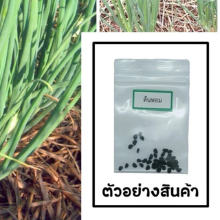 เมล็ดต้นหอม 30 เมล็ด 🌱 ซื้อ 10 แถม 2 คละได้ 💥 เลือกของแถมได้ คิดถึงเมล็ดผัก คิดถึง skinsun