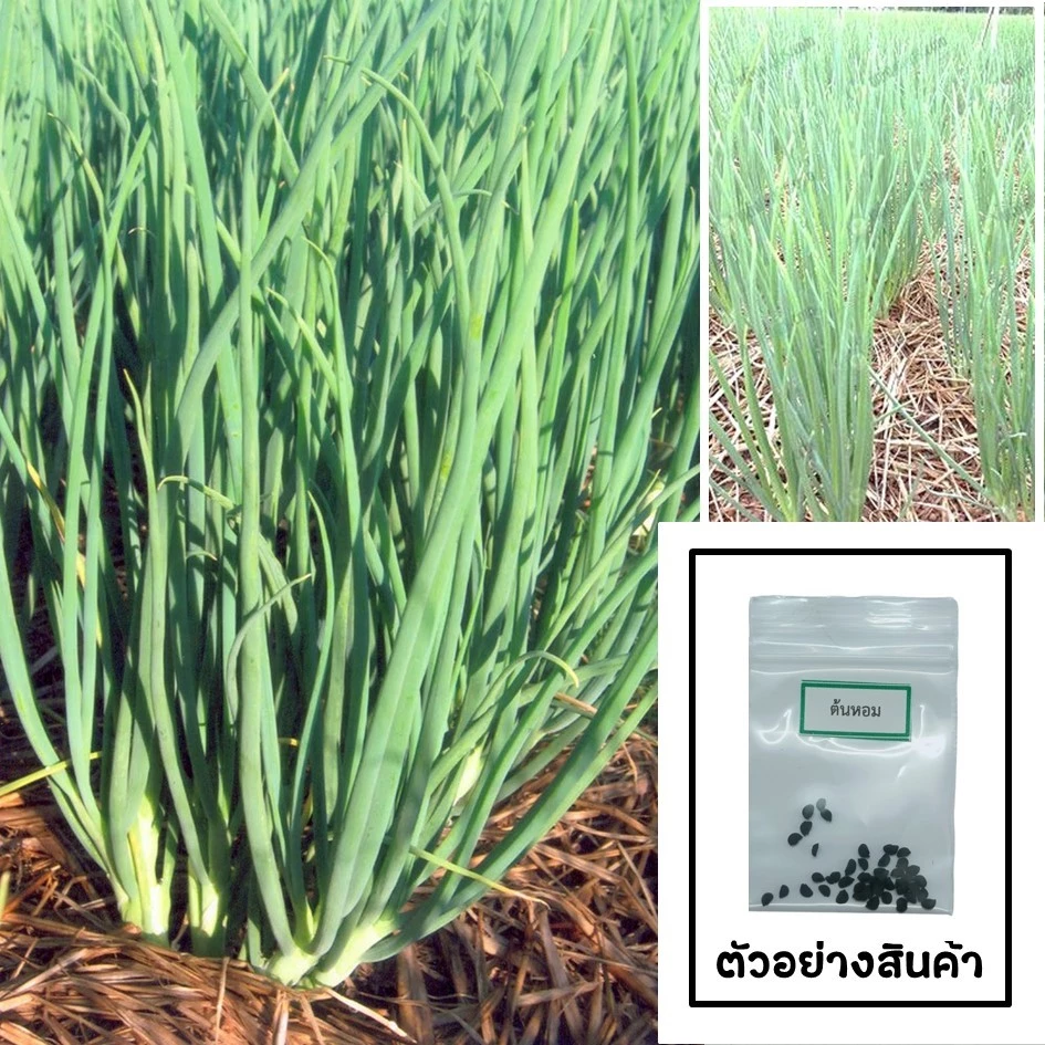 เมล็ดต้นหอม 30 เมล็ด 🌱 ซื้อ 10 แถม 2 คละได้ 💥 เลือกของแถมได้ คิดถึงเมล็ดผัก คิดถึง skinsun