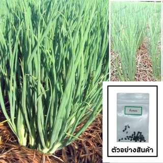 เมล็ดต้นหอม 30 เมล็ด 🌱 ซื้อ 10 แถม 2 คละได้ 💥 เลือกของแถมได้ คิดถึงเมล็ดผัก คิดถึง skinsun