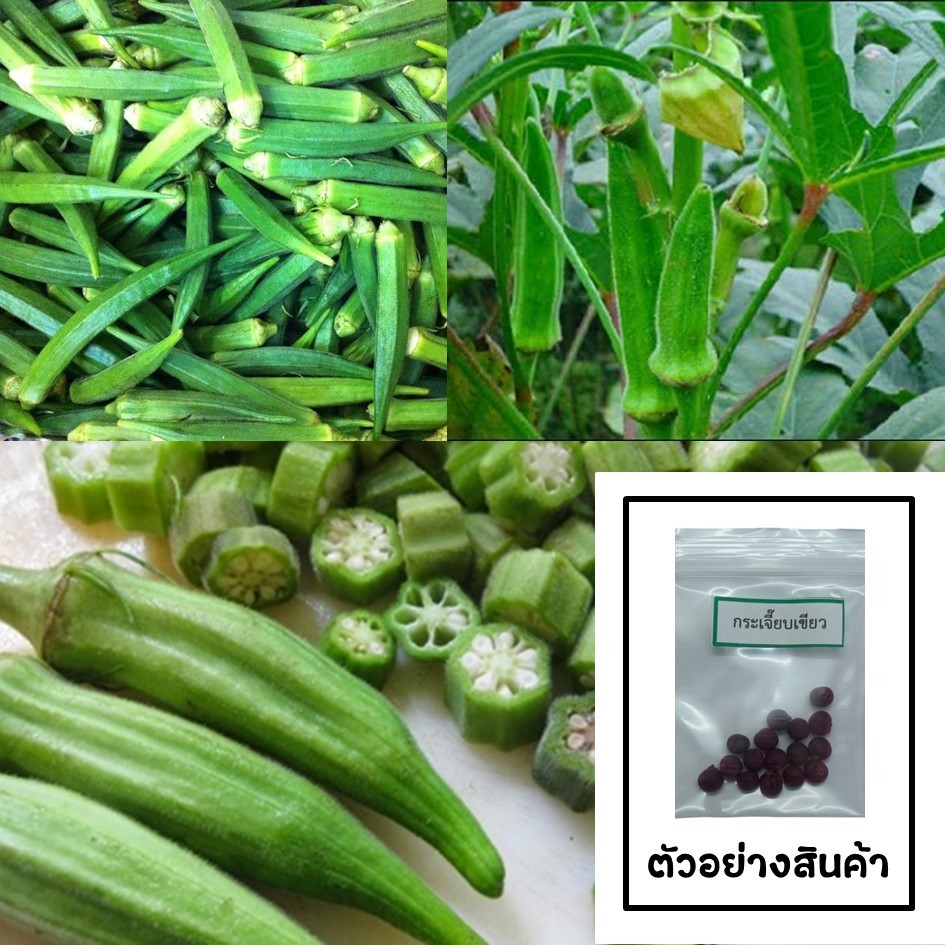 เมล็ดกระเจี๊ยบเขียว 15 เมล็ด 🌱 ซื้อ 10 แถม 2 คละได้ 💥 เลือกของแถมได้ คิดถึงเมล็ดผัก คิดถึง skinsun