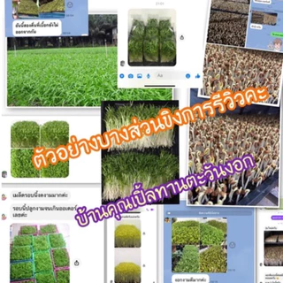 เมล็ดผักบุ้ง,เมล็ดผักบุ้งงอก ทำต้นอ่อน ต้นโต้ได้ สายพันธ์แก้ว ต้นอ่อนอวบใหญ่ น้ำหนักดี