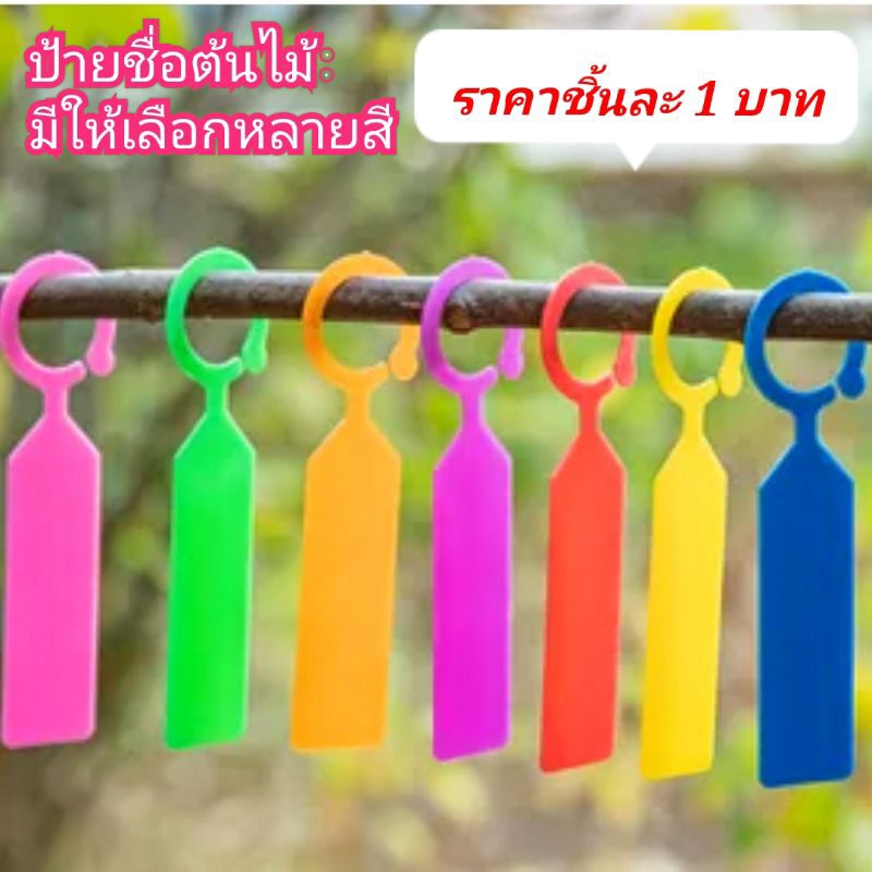 ป้ายชื่อต้นไม้แบบแขวนกิ่ง1ชิ้น มีหลายสี สั่งขั้นต่ำ5ชิ้นต่อ1สี วัสดุพลาสติกกันน้ำ เขียนด้วยปากกากันน้ำ ป้ายหนาประมาณ1มิล