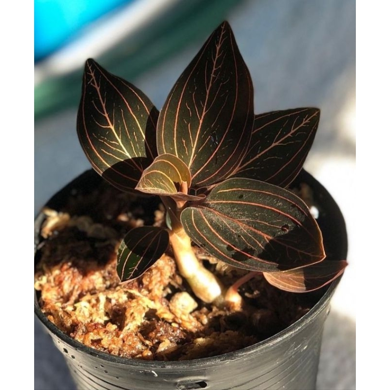 ว่านน้ำทอง​ ตัดสด/Ludisia​ discolor​/jewel​ orchid​/กล้วยไม้​ดิน​/ไม้จัดตู้/สวนขวดแก้ว/ไม้มงคล​/terr