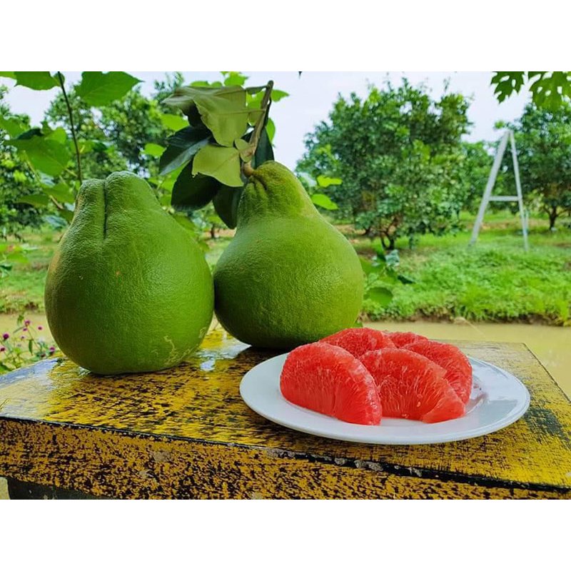 ต้นพันธุ์ ส้มโอทับทิมสยาม ต้นกล้าส้มโอแบบเพาะเมล็ด ในถุงดำ 29 บาท พร้อมปลูก มีรสชาติหวานนุ่ม สีของเนื้อสีชมพูเข้ม
