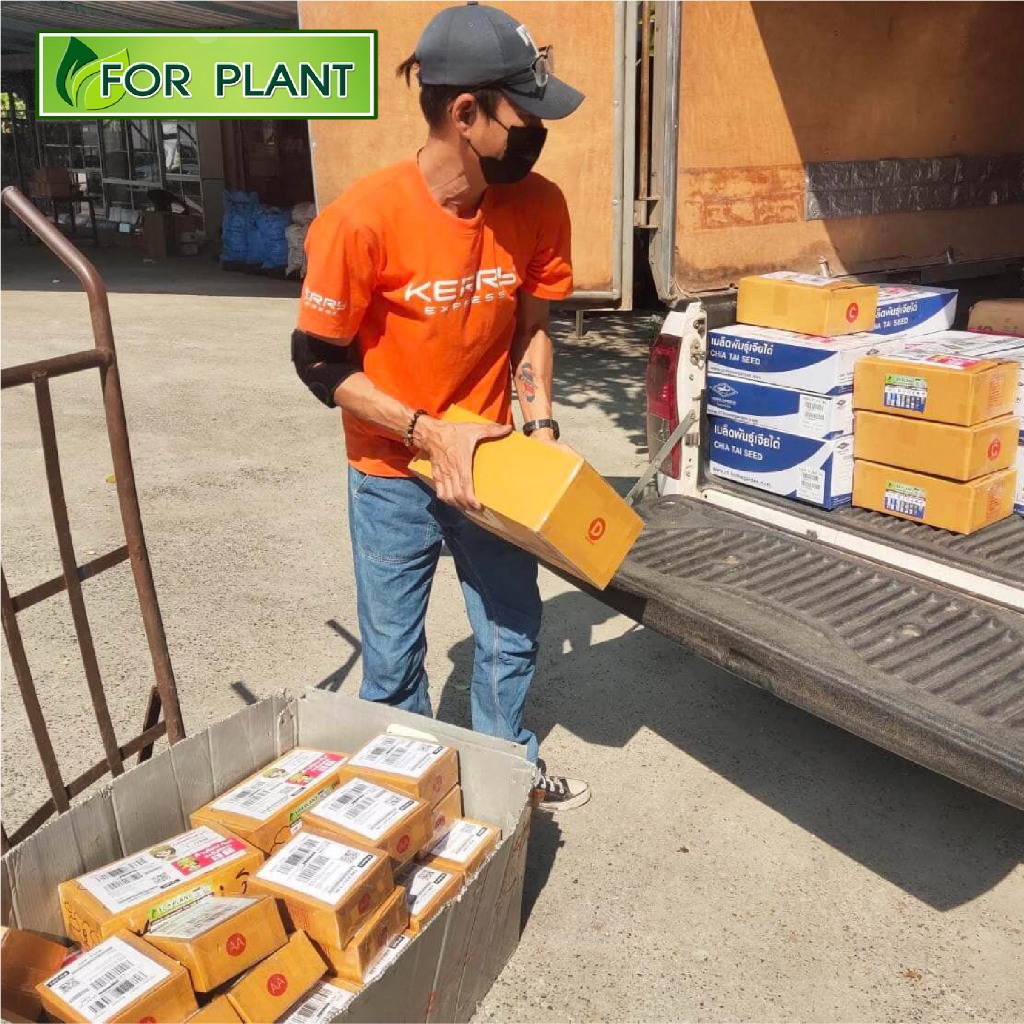 เมล็ดพันธุ์ ผักซอง ผักบุ้งจีน ไผ่งาม เบอร์ 9 ตะวันต้นกล้า SP บบรรจุแพ็คละ 10 ซอง - รูปที่ 2