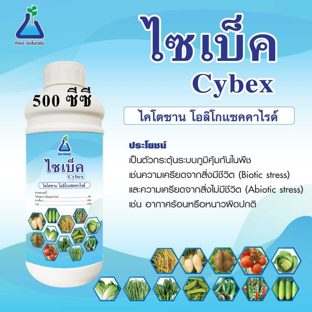 ไซเบ็ค (Cybex) ขนาด 500 ซีซี สารไคโตซาน โอลิโกแซคคาไรด์ ไคติน กระตุ้นระบบภูมิคุ้มกันในพืช ลดผลกระทบาจากสภาพอากาศ
