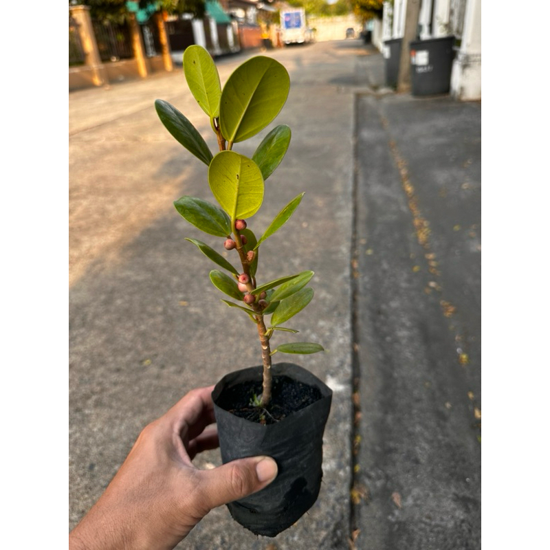 ต้นไทรไต้หวัน (ไทรใบกลม) Patsorntree