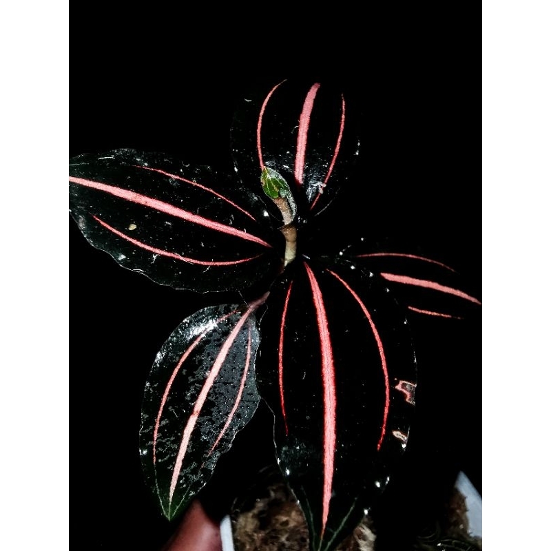 Vrydagzynea tristriata/วิลาซีนี3ขีด/ชนิดหายาก/กล้วยไม้​ดิน​/jewel​ orchid​/terrarium​/paludarium​/Rare​plants​