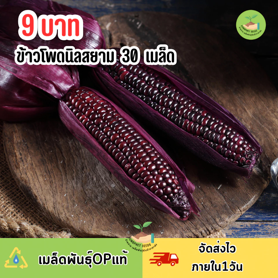 9บาท เมล็ดพันธุ์ข้าวโพดนิลสยาม30เมล็ด