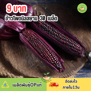 9บาท เมล็ดพันธุ์ข้าวโพดนิลสยาม30เมล็ด