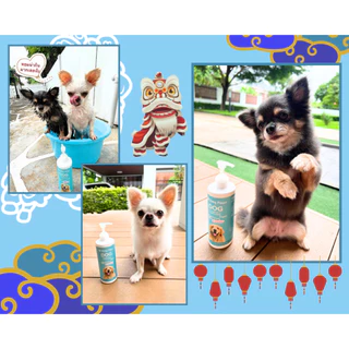 แชมพูสุนัข Organic Dirty Paws กลิ่น English Pear สูตรบำรุงขน และ ป้องกันเห็บหมัด ขนร่วง แบบถาวร