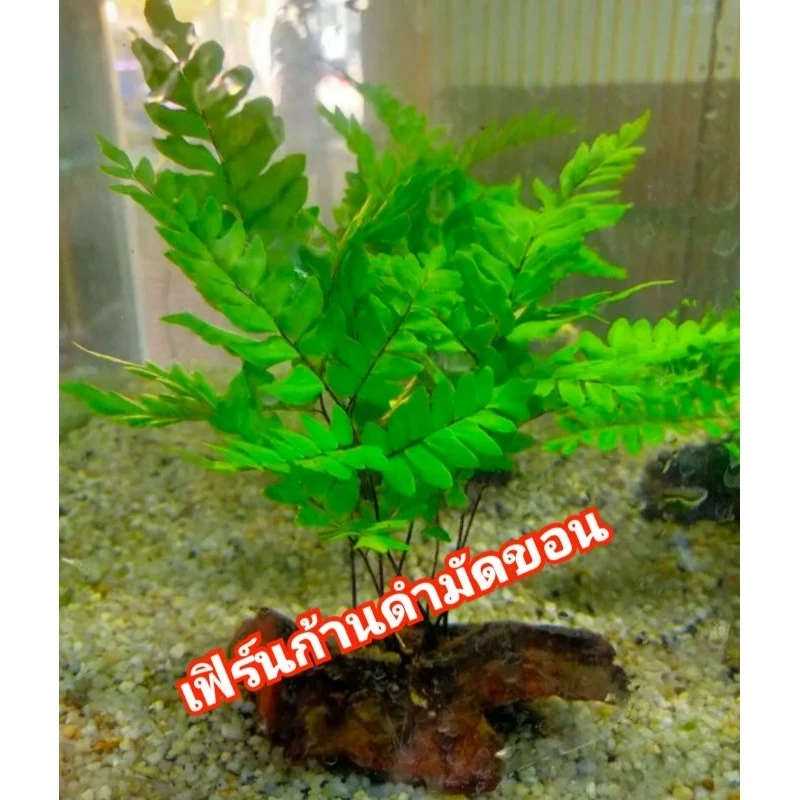 เฟิร์นการดำมัดขอน/1ต้น
