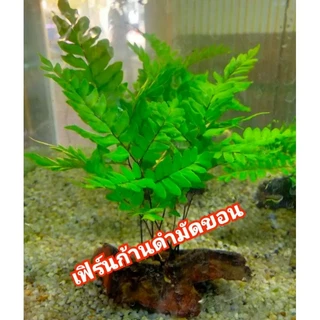 เฟิร์นการดำมัดขอน/1ต้น