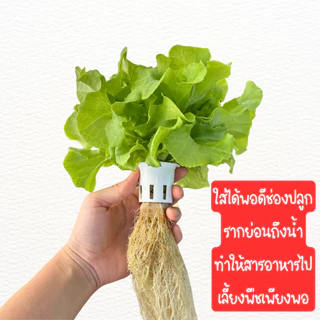 ถ้วยปลูกไฮโดรโปนิกส์ ถ้วยปลูกสีขาว ถ้วยปลูกผัก (**แบบใช้ซ้ำ**) 20 / 50 / 100 ใบ