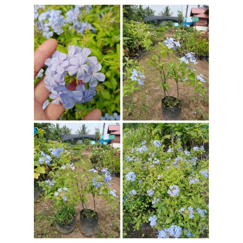 ต้นพยับหมอก💥สูง 50-60 cm ต้น 129 บาท