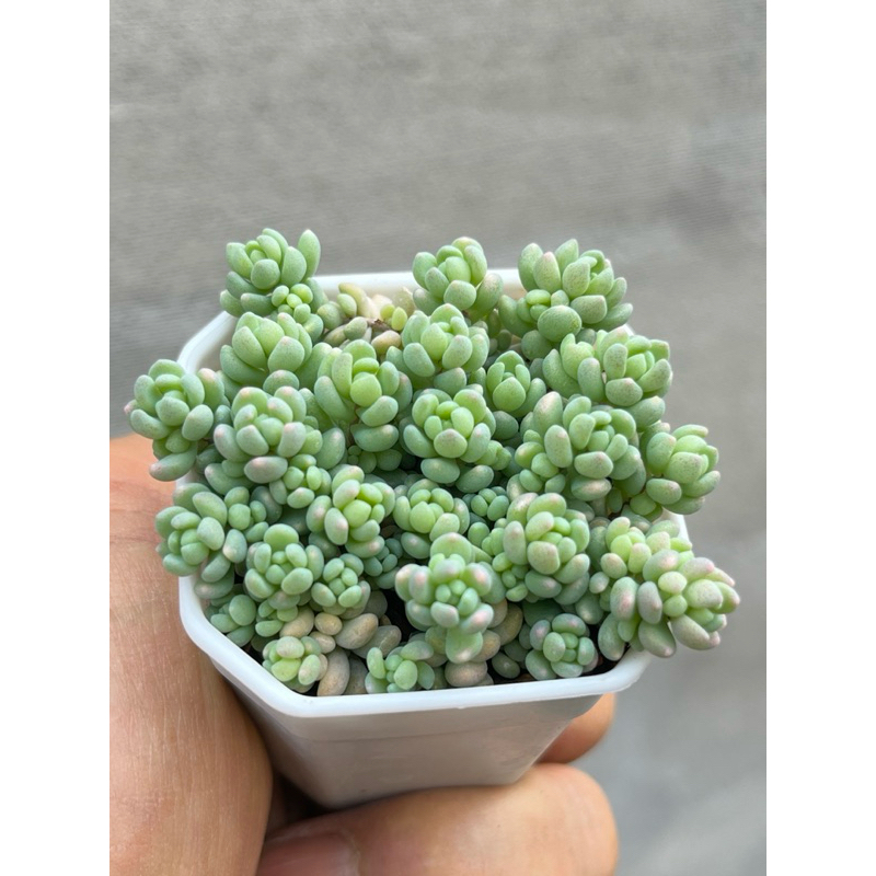 Sedum dasyphyllum ‘Minor’ ไม้อวบน้ำ กุหลาบหิน ขนาด 2 นิ้ว
