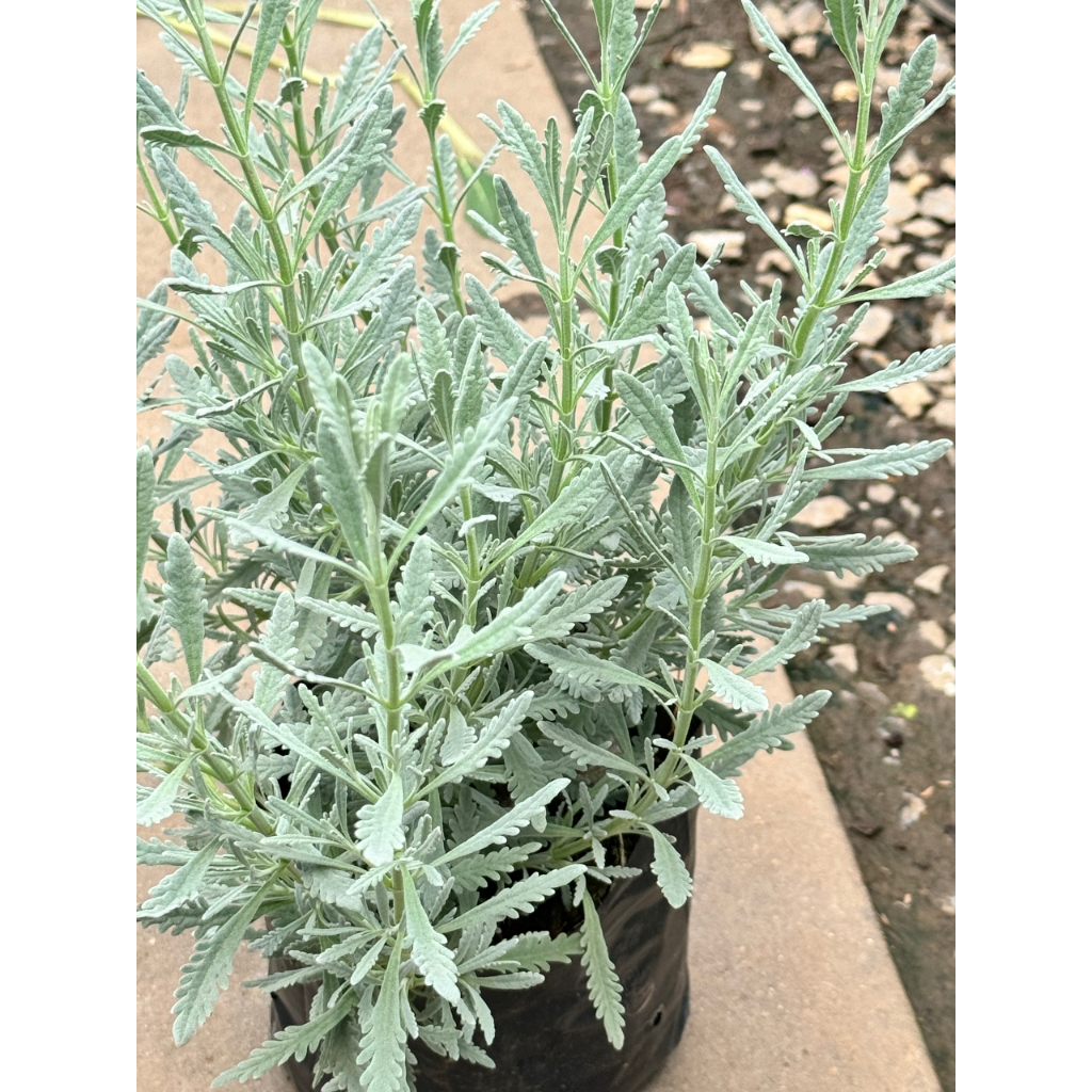 มุมมอง 4