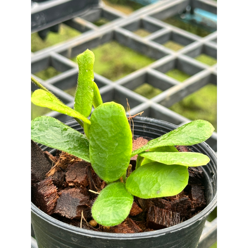 มุมมอง 3