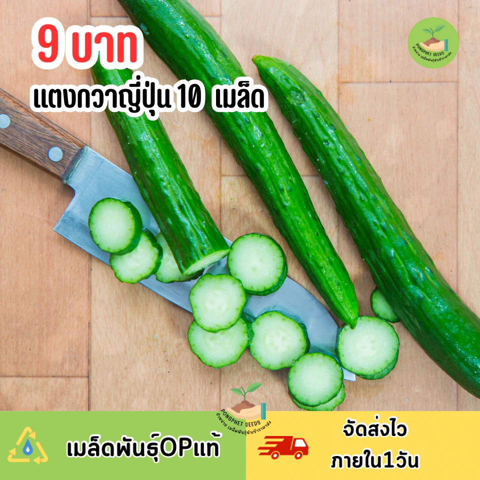 9บาท เมล็ดพันธุ์แตงกวาญี่ปุ่น 10เมล็ด