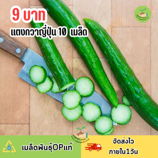 9บาท เมล็ดพันธุ์แตงกวาญี่ปุ่น 10เมล็ด
