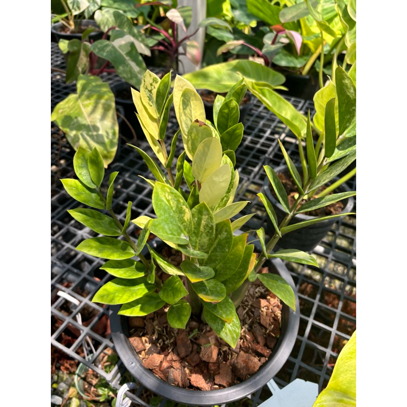 “กวักมรกตด่าง (Zamioculcas Zamiifolia Variegated)” หนึ่งในไม้มงคลขวัญใจนักสะสมต้นไม้ DATE