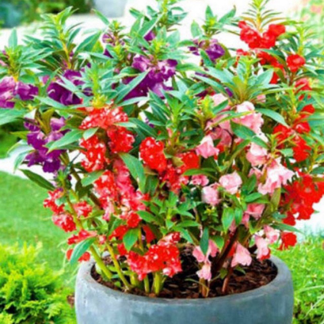 เมล็ดพันธุ์ดอกเทียนคละสี ดอกเทียนสีแดง ดอกเทียนสีม่วง ดอกเทียนฝรั่ง