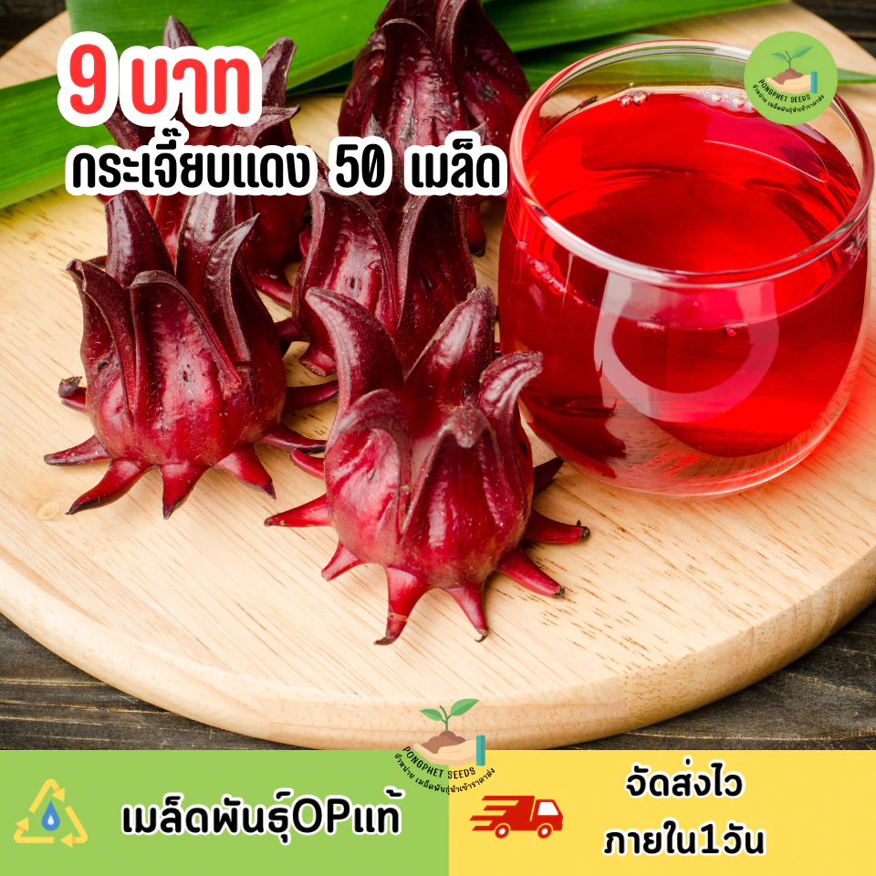 9บาท เมล็ดพันธุ์กระเจี๊ยบแดง 50 เมล็ด