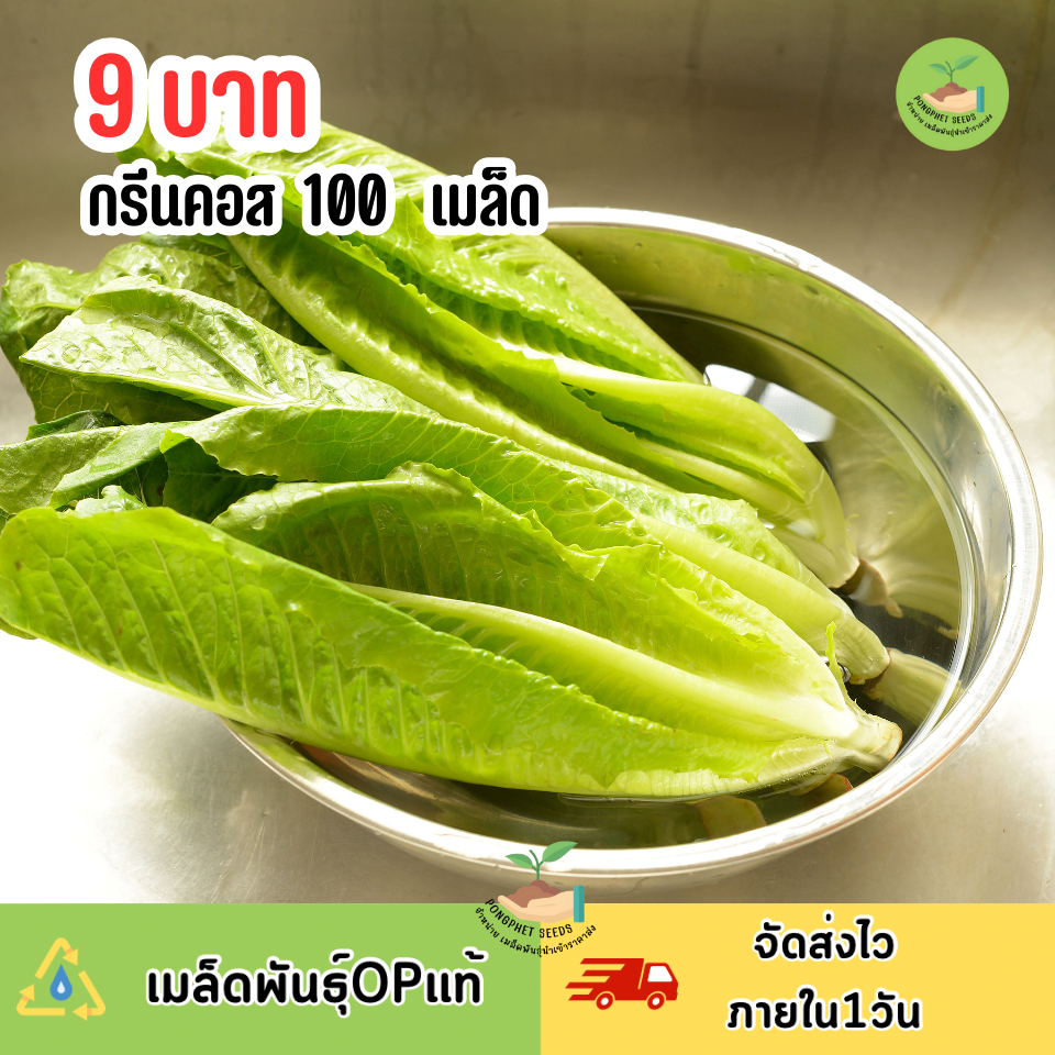 9บาท ผักกรีนคอส 100 เมล็ด