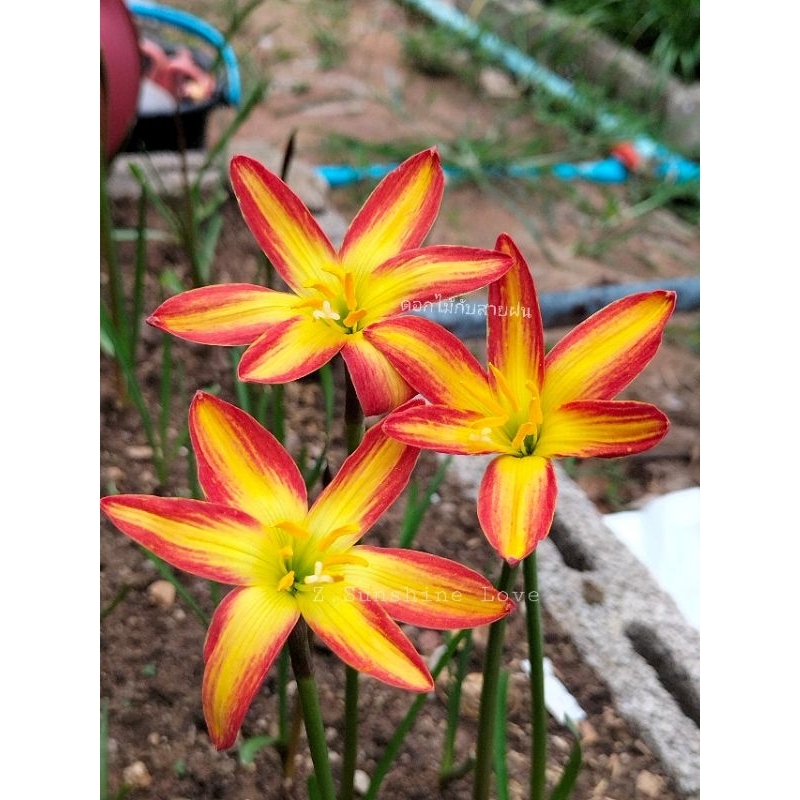 บัวดินZ.Sunshine Loveดอกมีสีสวยสดใสชุดละ3หัว50