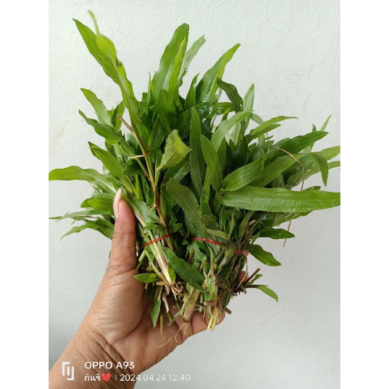 หญ้ามาเล หญ้าตกแต่งสวน หรือจะปลูกเพื่อเป็นอาหารสัตว์ก็ได้ ขายเป็นกำ กำล่ะ50ต้น