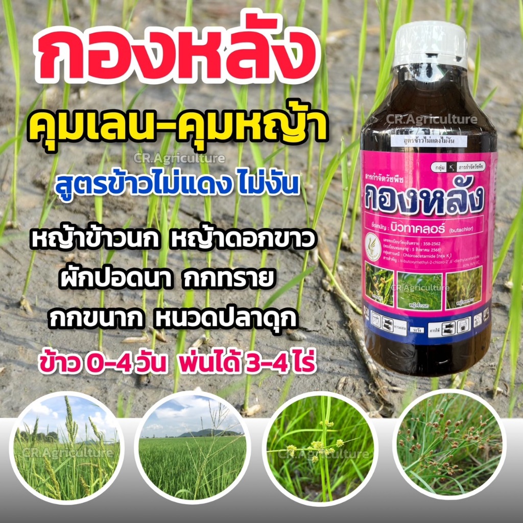 ยาคุมเลนในนาข้าว กองหลัง (สูตรข้าวไม่แดงไม่งัน) คุมเลน ยาคุมเลน คุมหญ้าร้ายตายเรียบ ฉีดคุมข้าว 0-4วัน ขนาด 1 ลิตร