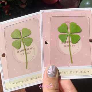 🇰🇷🍀🔮(พร้อมส่ง ใบแท้)ใบโคลเวอร์ 4 แฉก ใบจริง ของแท้จากเกาหลี🇰🇷 (Leaf Clover) ใบไม้แห่งความโชคดี (ใช้โค้ดในvideoได้!!!)