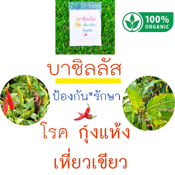 บาซิลลัส ป้องกันรักษาโรคกุ้งแห้ง เหี่ยวเขียว 10แถม1!! ถูกที่สุด10 บ. ออร์แกนิคส์100% รักษาโรคพริก มะเขือ ผักต่างๆ