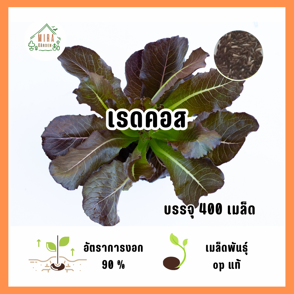 เมล็ดพันธุ์ เรดคอส บรรจุ 400 เมล็ด