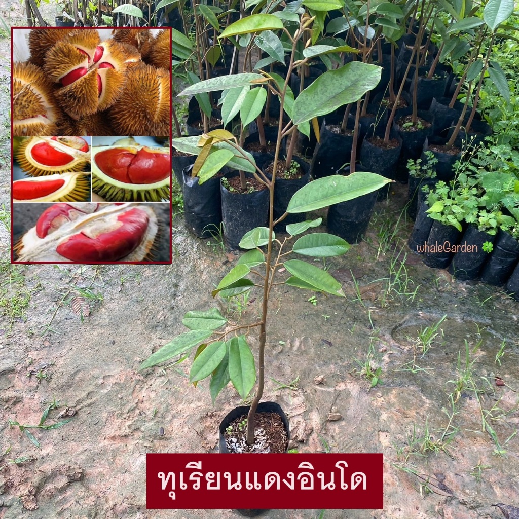 ต้นทุเรียน ทุเรียน พันธุ์ ทุเรียนแดงอินโด เสียบยอด พันธุ์เเท้ Dangindo (รับประกัน ส่งใหม่ฟรี หากสินค้าเเสียหาย!!)