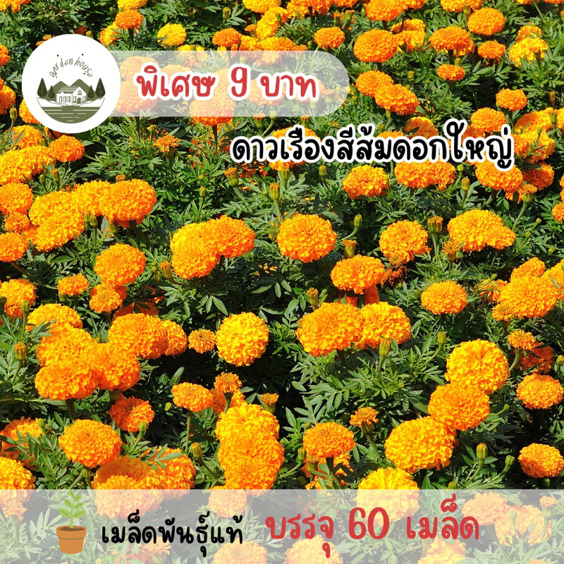 ดาวเรืองสีส้มดอกใหญ่60เมล็ด