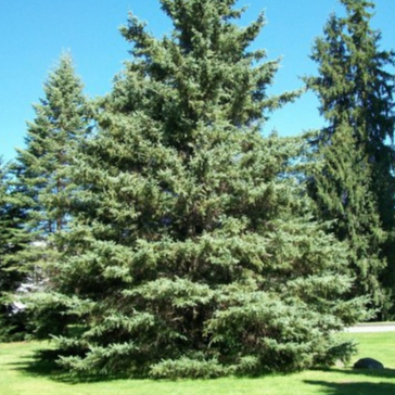 สนขาว Picea glauca white spruce 3 เมล็ด