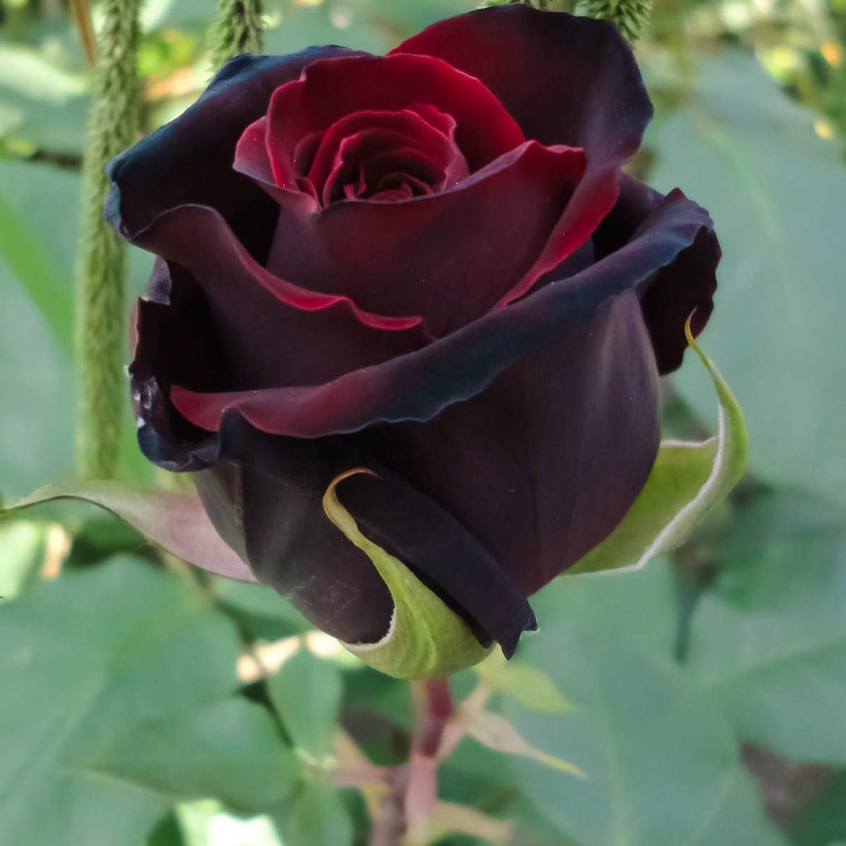 20 เมล็ด กุหลาบอังกฤษ พันธุ์ไม้เลื้อย สีแดงดำกำมะหยี ดอกใหญ่ Rose seeds