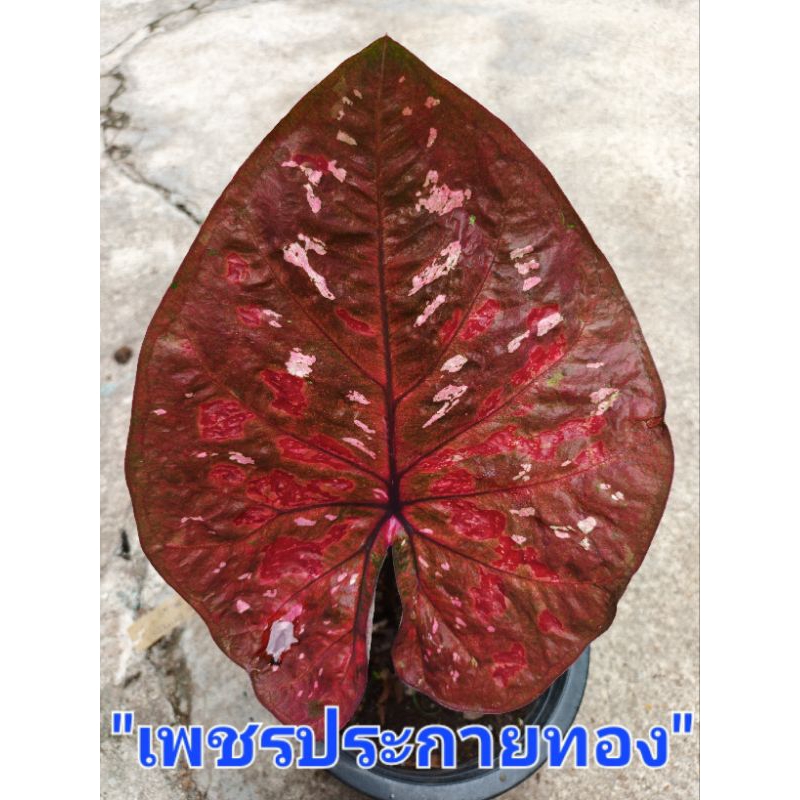 เพชรประกายทองบอนสี ส่งกระถาง4นิ้ว แชทเลือกต้นก่อนสั่งนะครับ