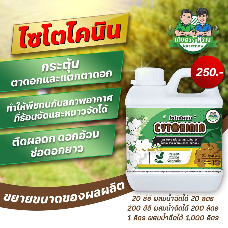 ไซโตไคนิน สินค้าเกษตรรับทราบ กระตุ้นตาดอก พร้อมส่ง!!