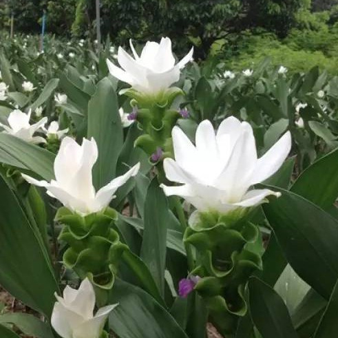 2 เหง้า ว่าน ปทุมมา กระเจียวบัว ขมิ้นโคก ทิวลิปสยาม (Siam tulip) ดอกบัวสวรรค์