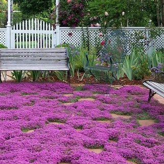 ไทม์เลื้อย thymus serpyllum creeping thyme 100 เมล็ด