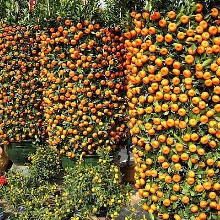 ต้นส้ม พันธุ์ ส้มจีน ลำต้นสูง 50-60 ซม (ทาบกิ่ง) พร้อมให้ผลไว ลำต้นใหญ่แข็งแรง สายพันธุ์แท้ รับประกัน